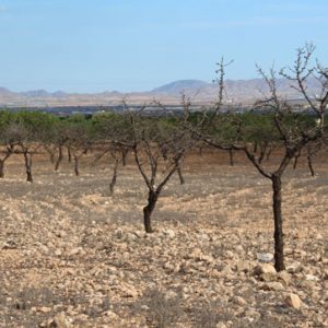 PRAJE LAS ROTURAS DE LA VALENCIANA, POL 6 PARC 399 , Murcia
