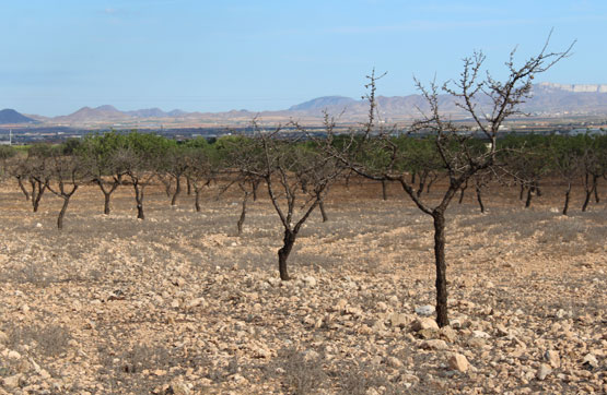 PRAJE LAS ROTURAS DE LA VALENCIANA, POL 6 PARC 399 , Murcia