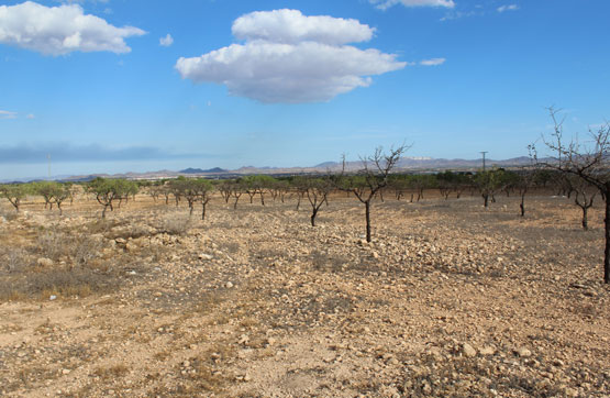 PRAJE LAS ROTURAS DE LA VALENCIANA, POL 6 PARC 399 , Murcia - Imagen 3
