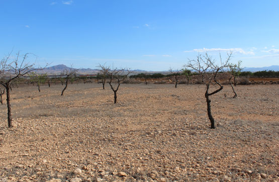 PRAJE LAS ROTURAS DE LA VALENCIANA, POL 6 PARC 399 , Murcia - Imagen 4