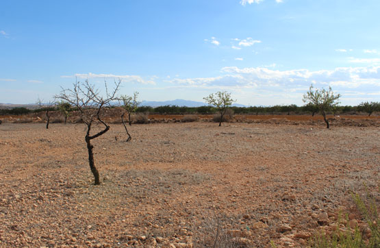 PRAJE LAS ROTURAS DE LA VALENCIANA, POL 6 PARC 399 , Murcia - Imagen 5