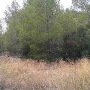 CMNO LA PARIDERA, POLIG 15 PARC 126 , Valencia / València