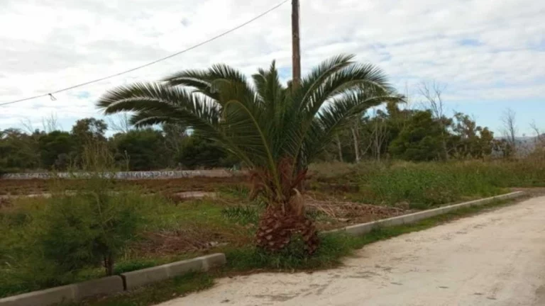 Terreno urbanizable en venta en calle Joaquin Rodrigo, Benicassim (Castellón)